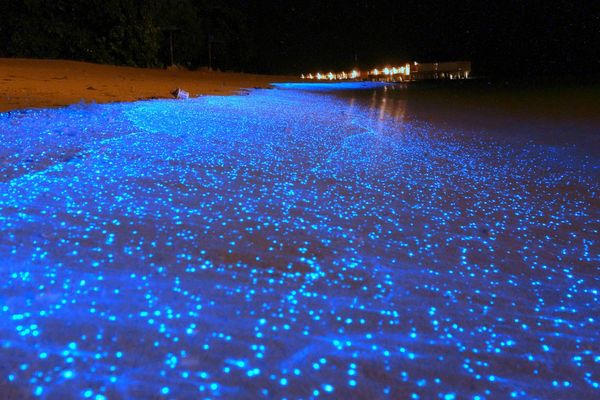 bioluminescence beach at maldives