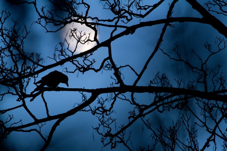 The Moon And The Crow