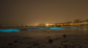 Once Again Mumbai’s Juhu Beach Is Glowing Fluorescent In The Dark & It Looks Stunning