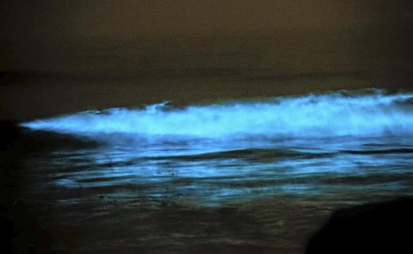 bioluminescence blue light seen at juhu beach
