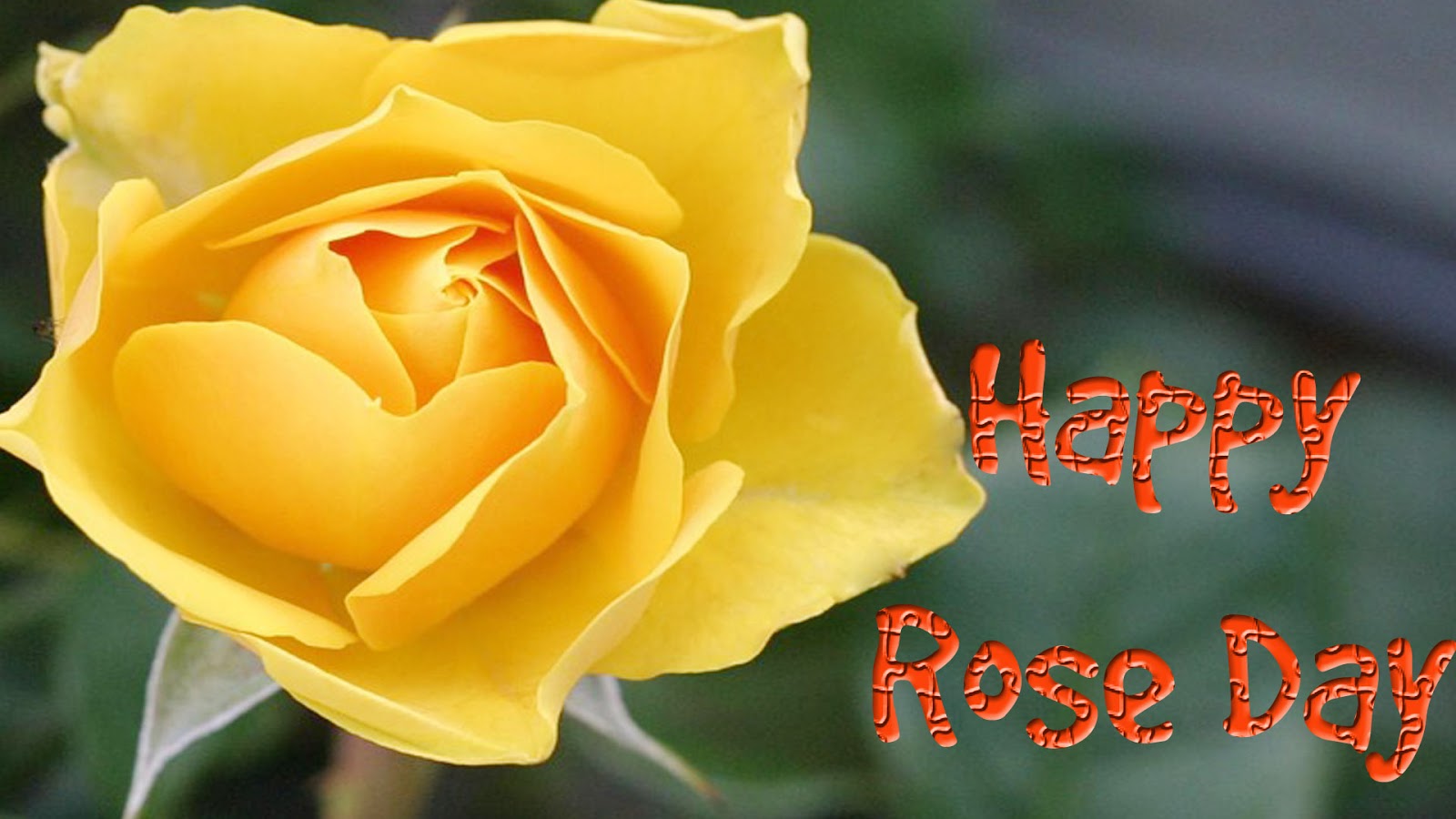 HD-rose-day-wallpapers