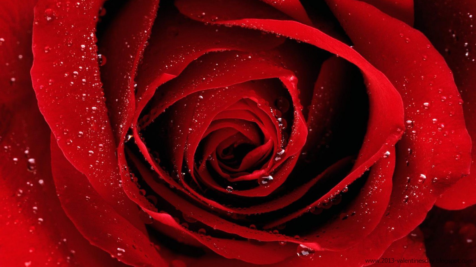 Happy Rose Day Images, Pictures  Wallpapers in HD