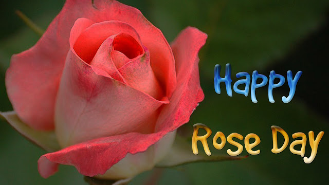 images for rose day