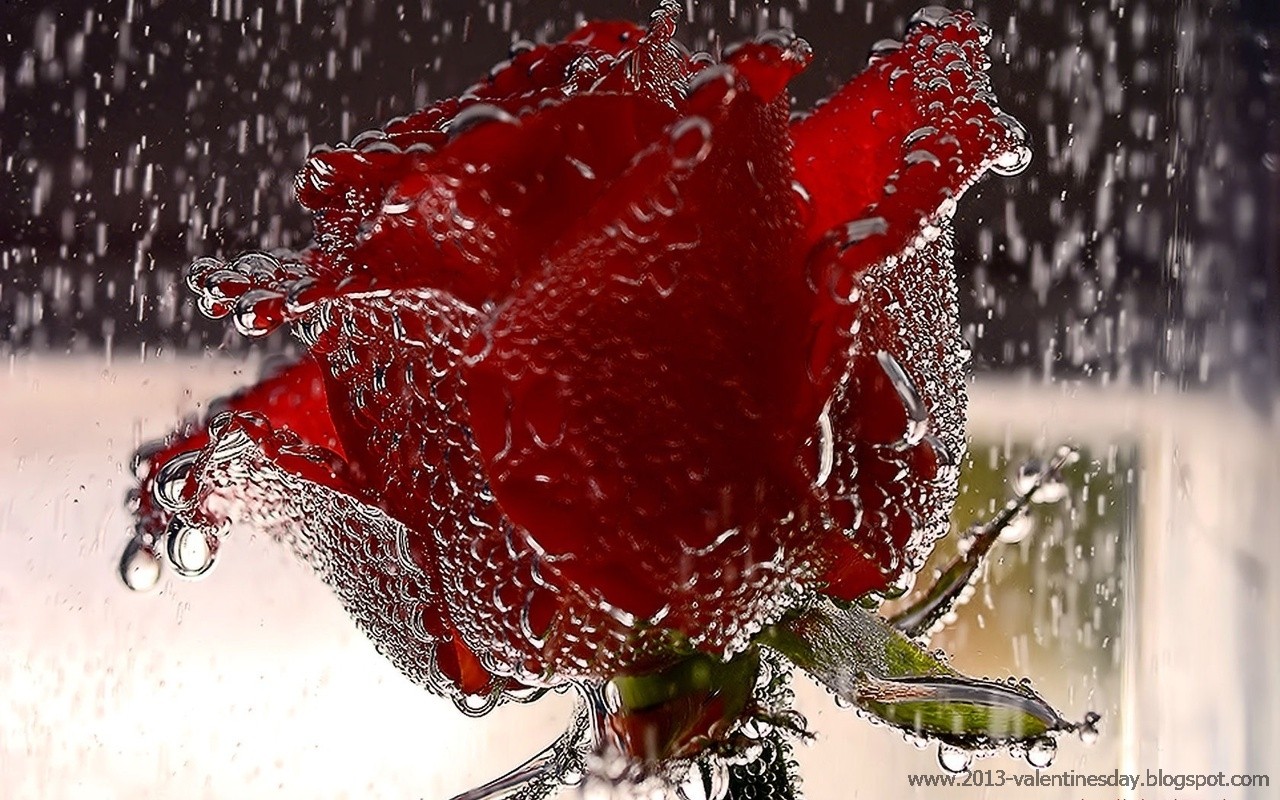 rose day picture