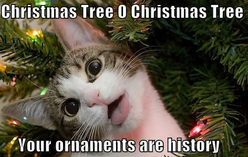 christmas tree cat meme