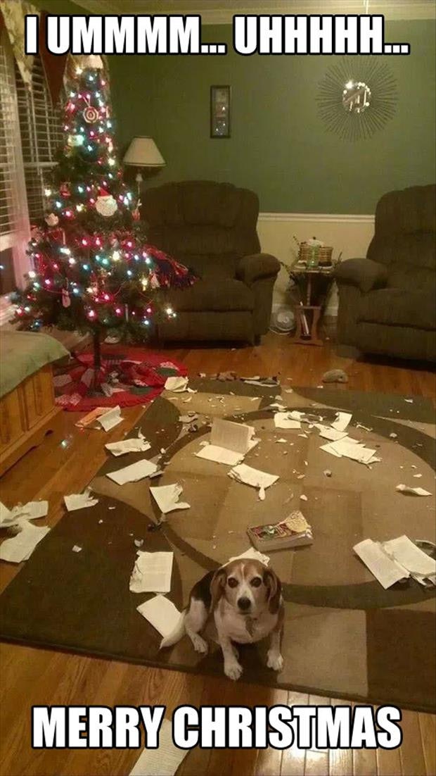 merry christmas dog