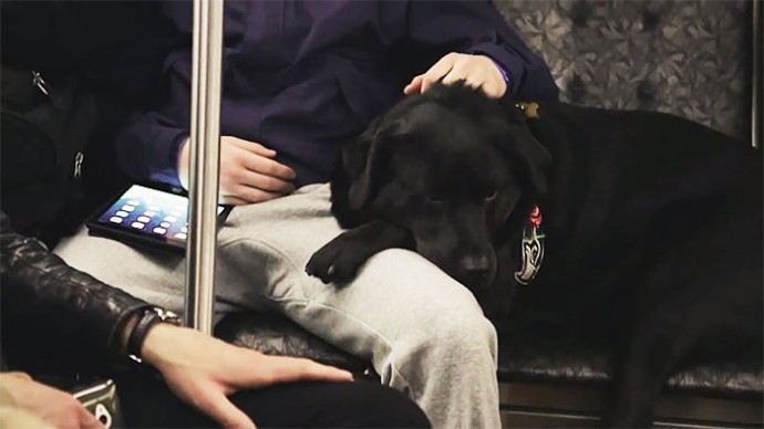 Dog Takes A Bus Ride All Alone Every Single Day, Just To Go To The Park