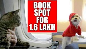 Private Jet To Fly Pets From Delhi To Mumbai Hired For Rs 9.06 LakhPrivate Jet To Fly Pets From Delhi To Mumbai Hired For Rs 9.06 Lakh