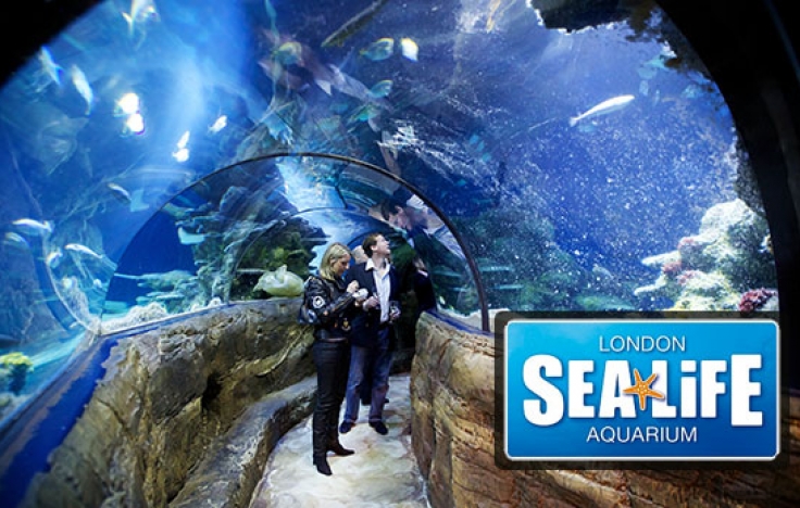 Sea Life London aquarium