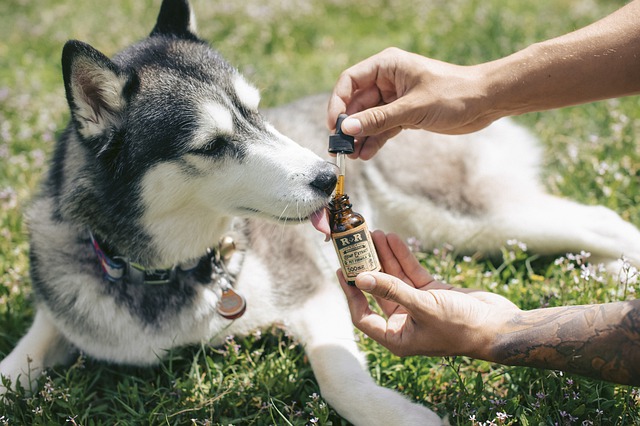 3 Things Not To Do When Buying CBD Oil Other Products For Your Pet