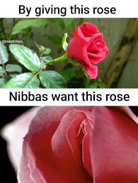 rose day memes funny