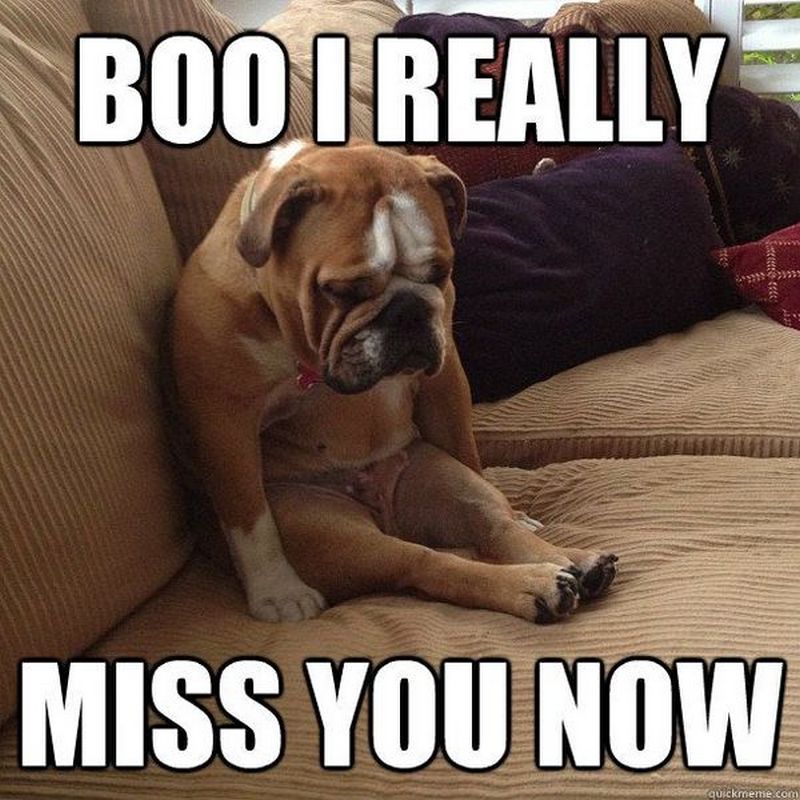 50+ Cutest I Miss You Memes Of All Time For People You Care For