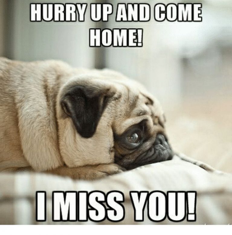 Cutest I Miss You Memes Of All Time For People You Care For