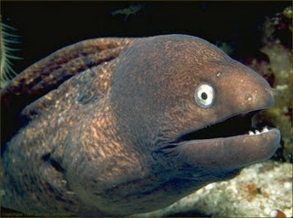 Bad Joke Eel meme