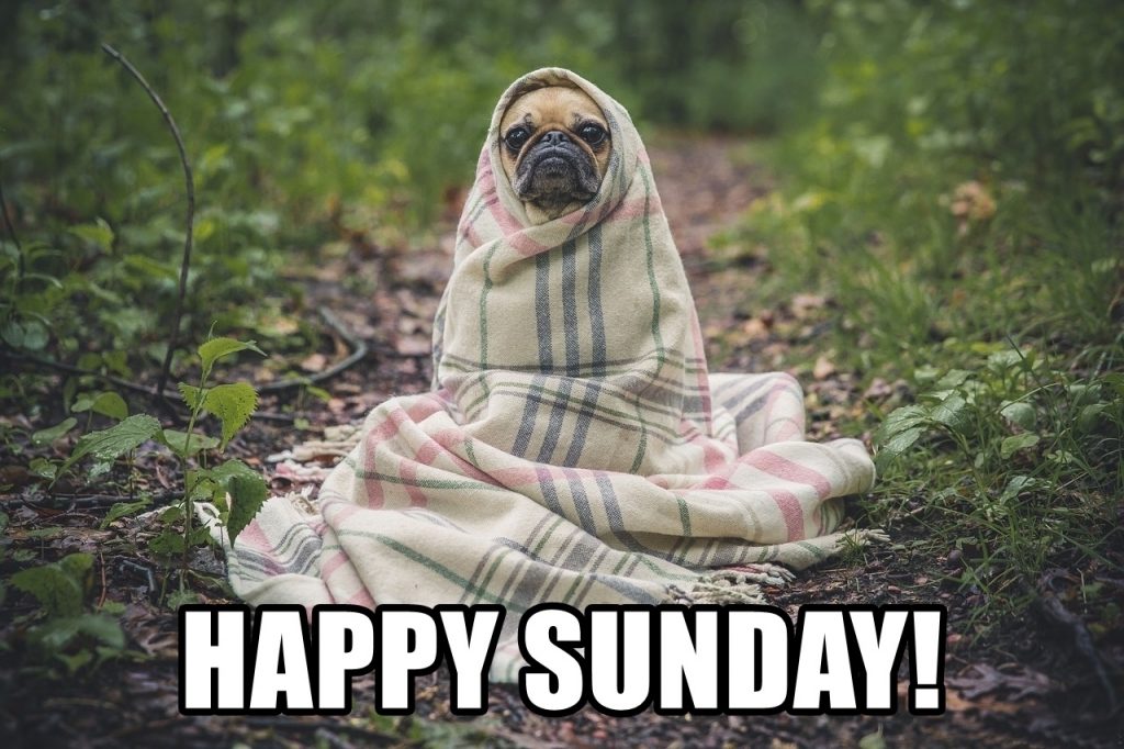 50+ Funny Happy Sunday Memes That Are Perfect for Lazy Sundays