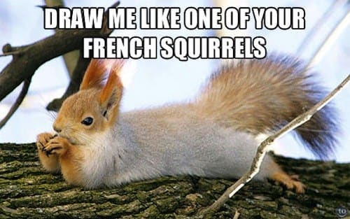 Squirrel Memes