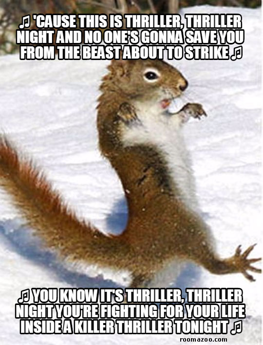 50+ Funny Squirrel Memes That Will Melt Your Heart