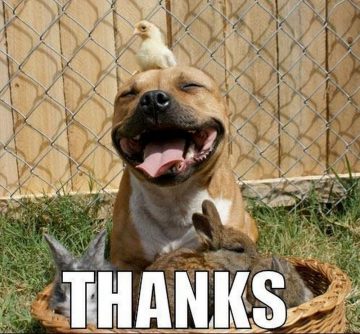 50+ Hilarious Thank You Memes to Say Thanks in a Funny Way