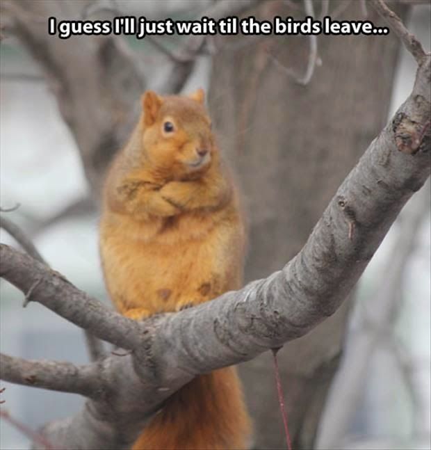 50+ Funny Squirrel Memes That Will Melt Your Heart