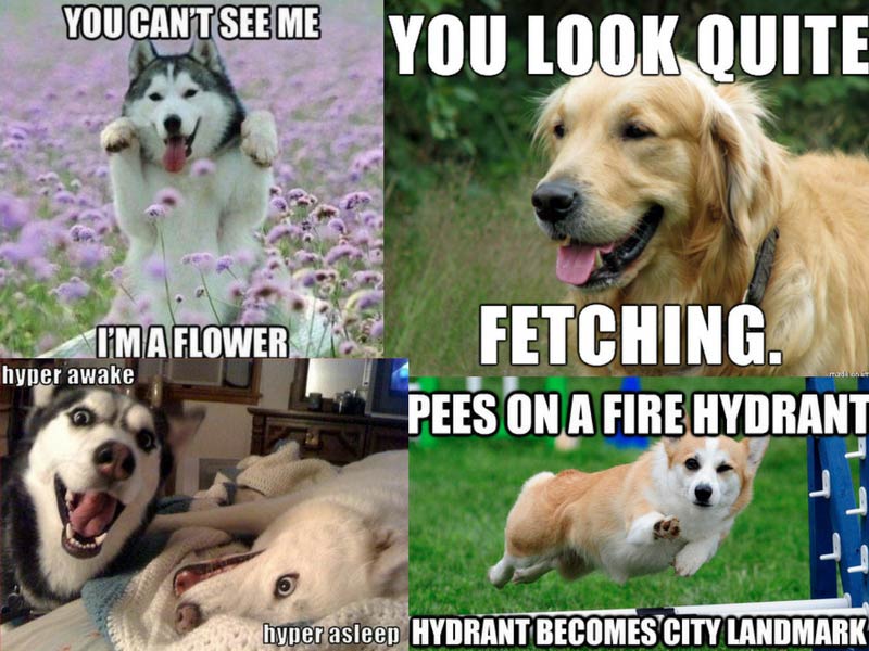 dog memes