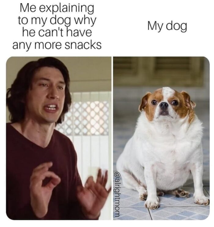 Dog Memes