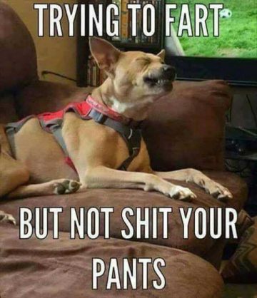 50+ Funny Fart Memes That Will Make You Laugh Out Loud Right Now