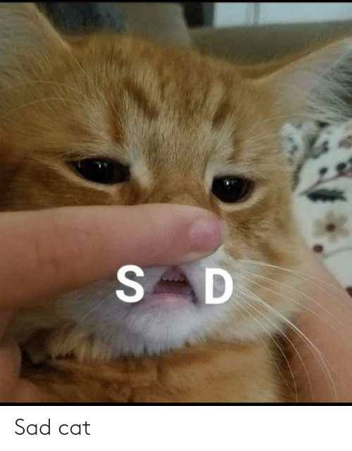 Sad Cat Memes