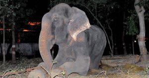 Raju The Elephant Cries After Being Rescued Following 50 Years Of Abuse In Chains