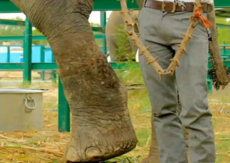 Raju The Elephant in cage
