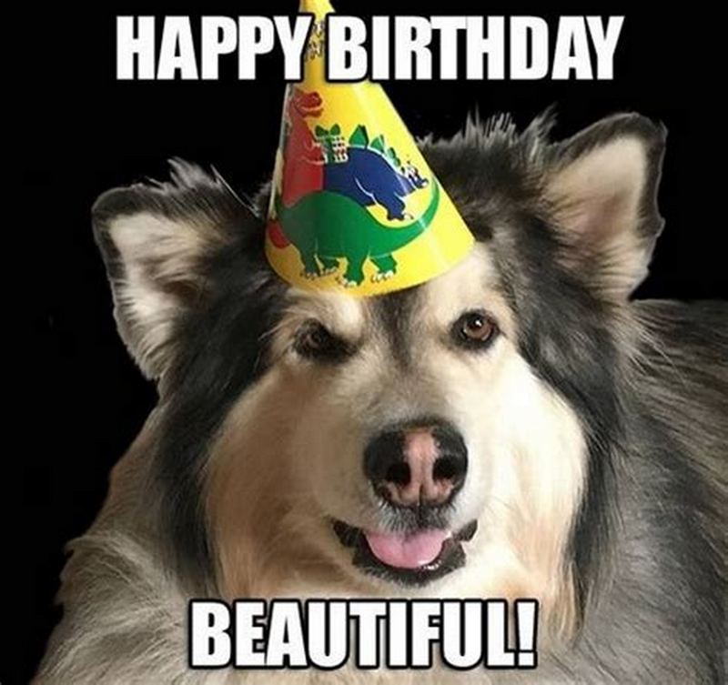 happy birthday dog memes