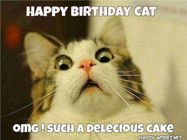 cat birthday memes