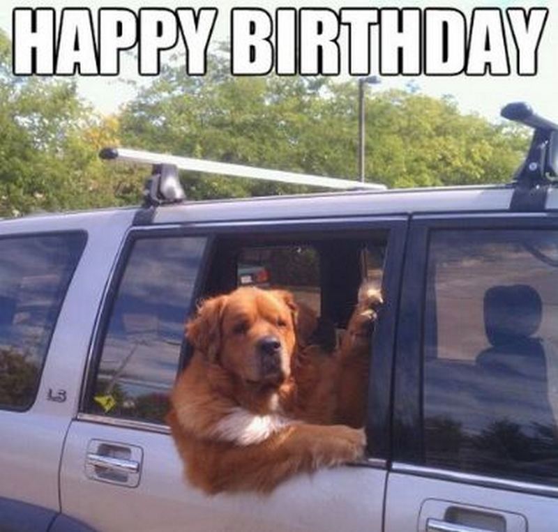 happy birthday dog memes