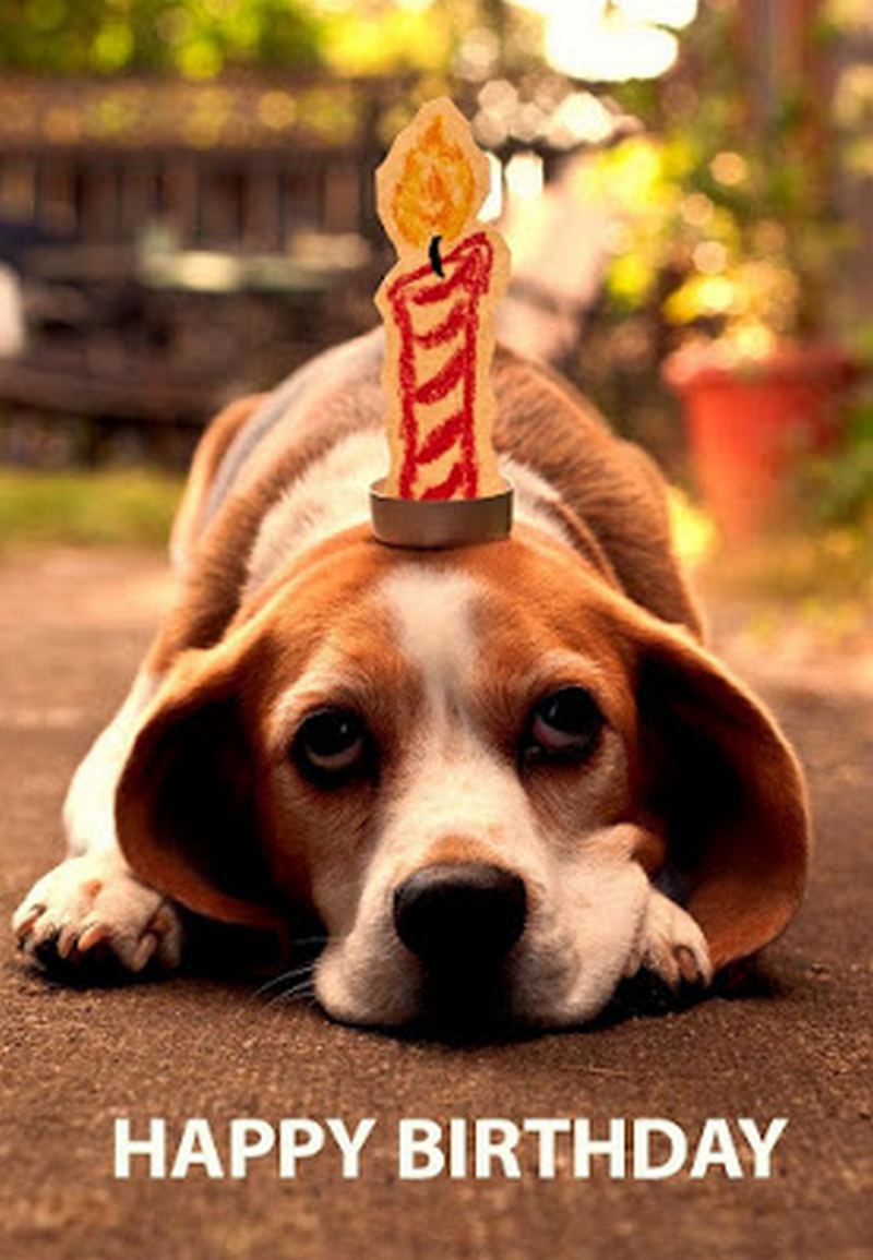 50+ Funny Happy Birthday Dog Memes for Paw Lovers Everywhere