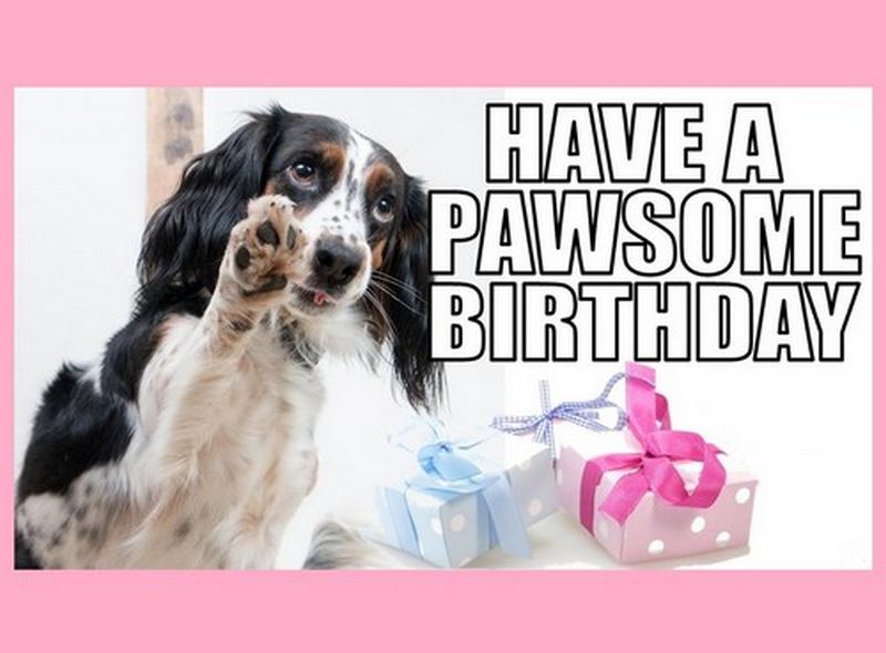 happy birthday dog memes