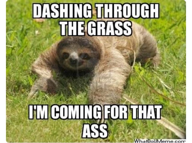 sloth memes