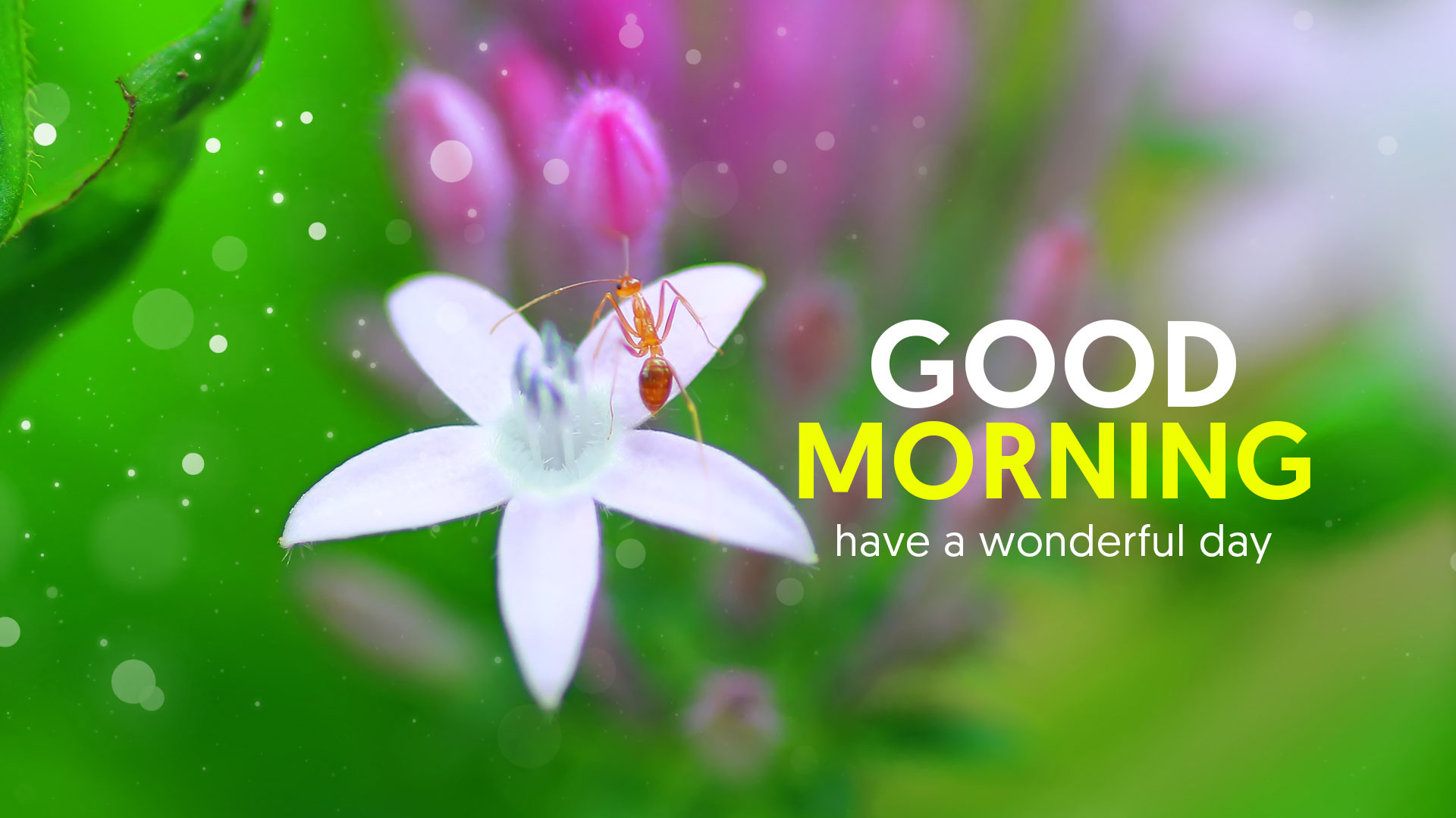 50+ Good Morning Status Video for WhatsApp Download in HD