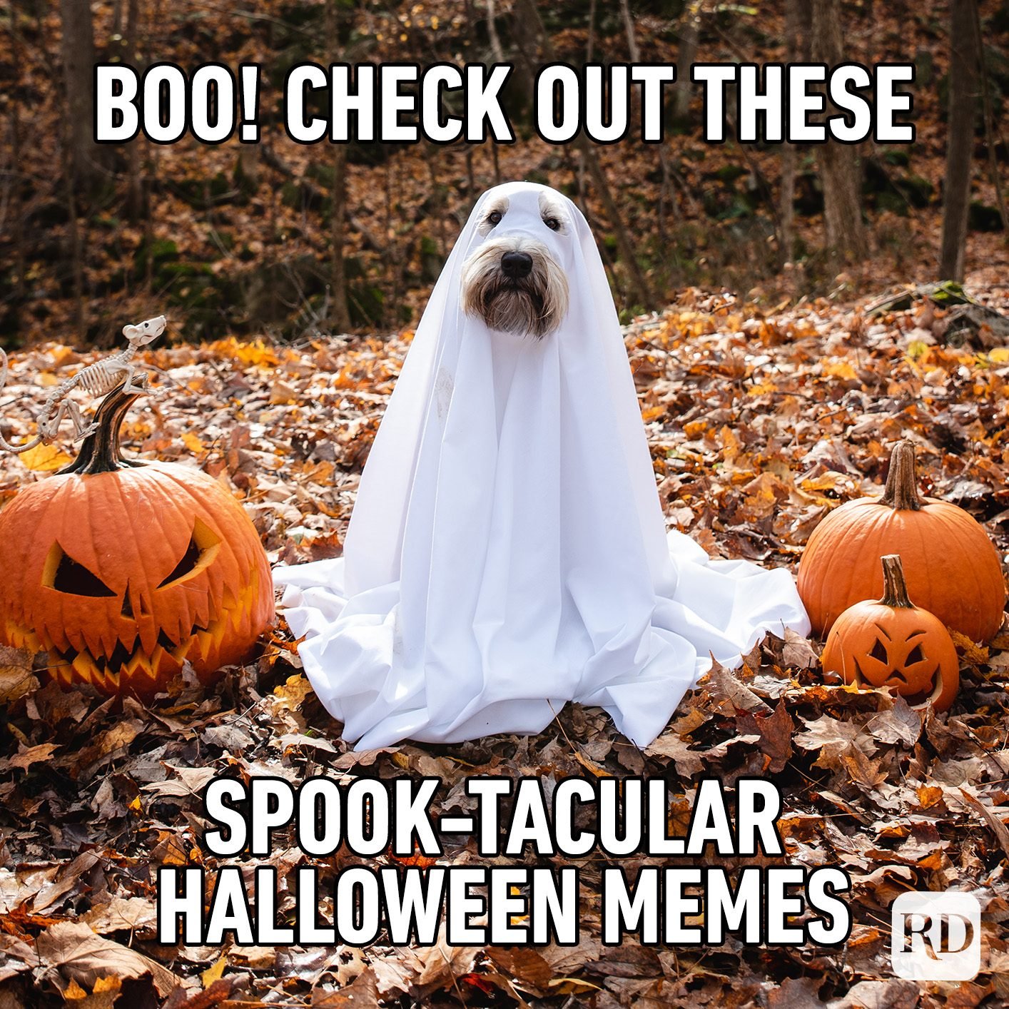 halloween memes