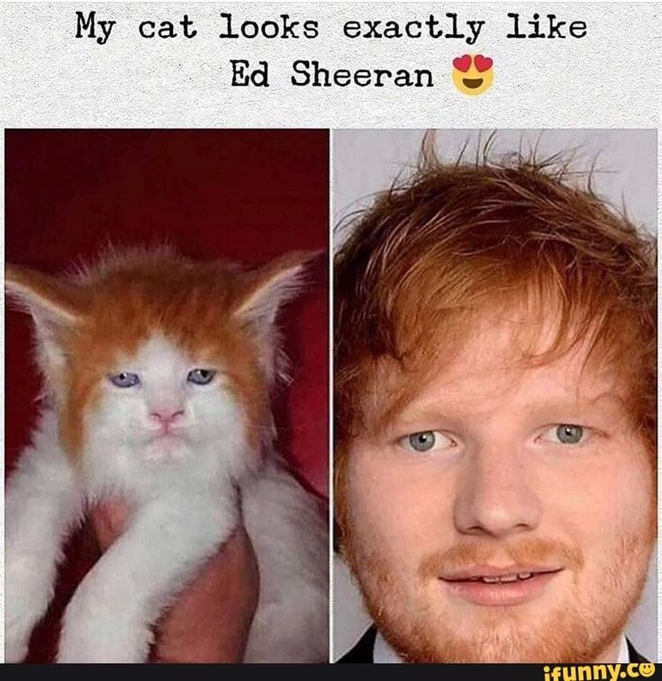 Ed Sheeran Memes
