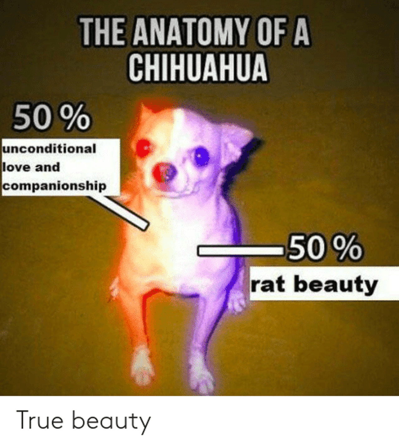 chihuahua memes