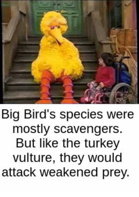 Big Bird Memes