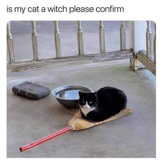 black cat memes