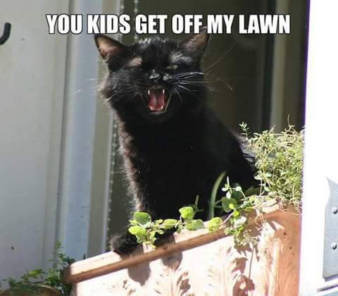 black cat memes