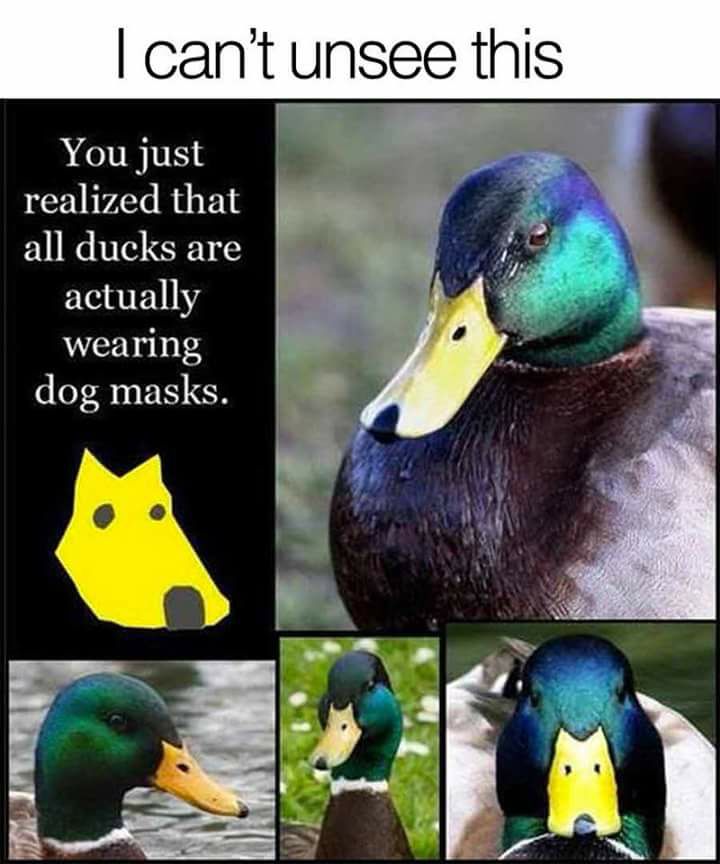 50+ Funny Duck Memes That Will Make You Quack All Day