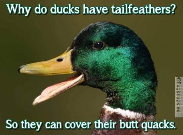 50+ Funny Duck Memes That Will Make You Quack All Day