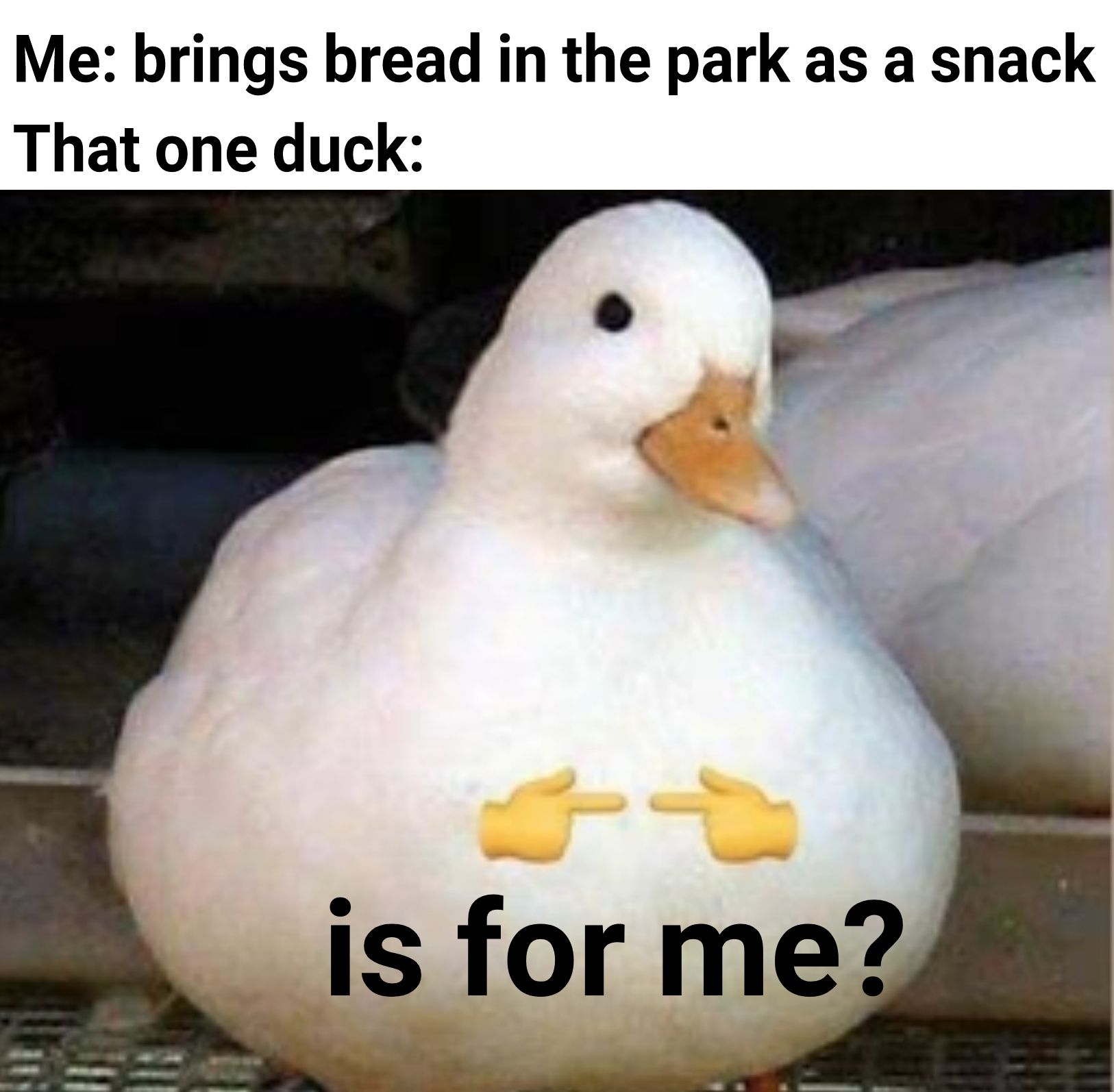 50 Funny Duck Memes That Will Make You Quack All Day