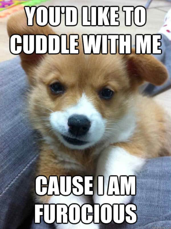 cuddle memes