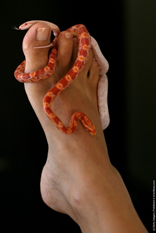 Egyptian Spa Offers Snake Massage 