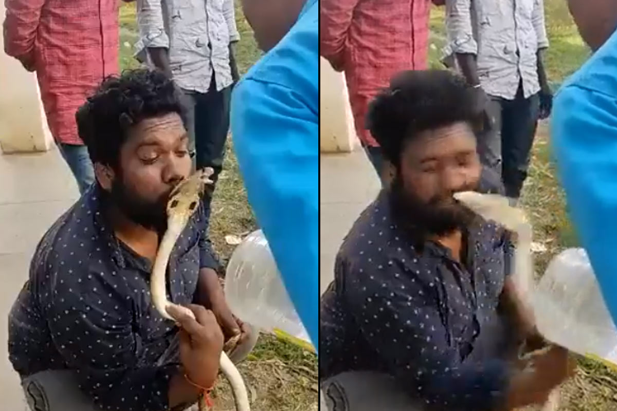 Karnataka Man Tries To Kiss King Cobra After Rescuing It, Gets Bitten In Return