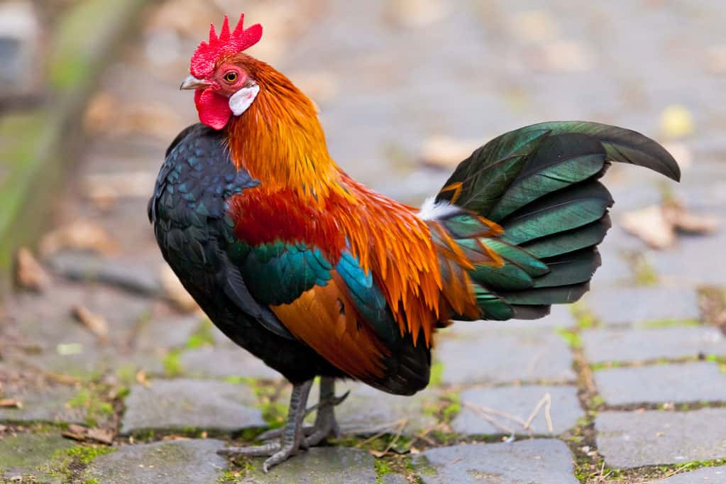 Man Performs Rooster Sacrifice At House Warming Dies Falling Off The Building