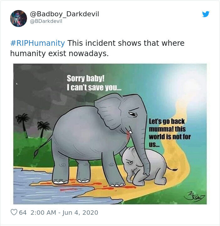 Pregnant Elephant Who Died After Someone Gave Her A Pineapple With Firecrackers 